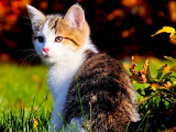 Красивые картинки кошек