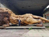 Лев, вырезанный из цельного дерева