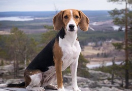 Единственную из выведенных в Эстонии пород собак признали на международном уровне 