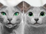 Две русские голубые кошечки очаровали интернет своей красотой