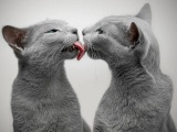 Две русские голубые кошечки очаровали интернет своей красотой