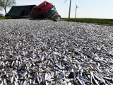 Грузовик перевозивший 20 тонн рыбы перевернулся в Германии