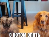 Кот и Пёс