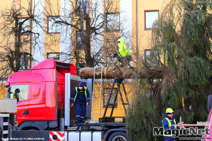 ФОТО: на Петровской площади в Нарве установили 15-метровую рождественскую ель