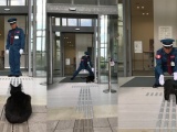  «Пустите, я войду»: пара японских котов уже три года пытаются попасть в музей