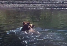 Мамы такие мамы! Два медвежонка гризли переплывают реку, сидя верхом на медведице
