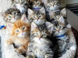 Красивые кошечки картинки