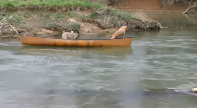  Двое собак в лодке просят о помощи