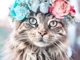 Красивые кошечки картинки