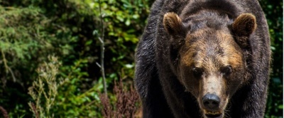  В Красноярском крае от лап медведя погиб 16-летний подросток