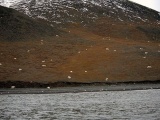 Огромное скопление белых медведей в заповеднике «Остров Врангеля»