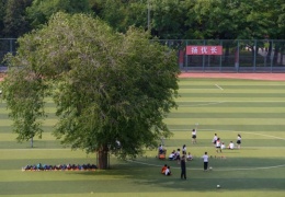  Дерево посреди школьного стадиона 