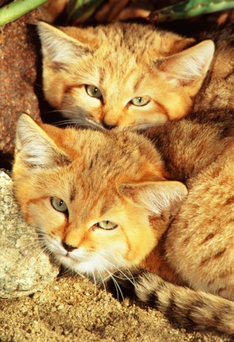 Барханные кошки - милейшие существа, которым грозит вымирание