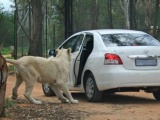 Лев, открывающий двери авто 