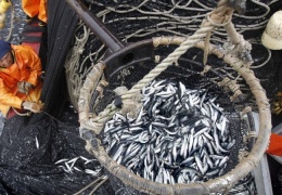 Эстония не согласна с планами ЕС ограничить вылов рыбы 