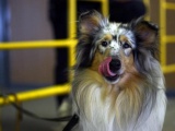 Фоторепортаж с выставки собак 