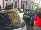 Рой из 20 000 пчел два дня гнался за машиной