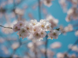 ФОТО: цветущая сакура не означает теплую погоду – в ближайшие дни возможен мокрый снег 