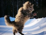 Лесная норвежская: Кошка-викинг с трёхслойной шубой научилась выживать при зубодробительных морозах