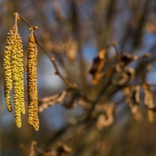 Предупреждение для аллергиков: весна наступила – в Эстонии цветет ольха 