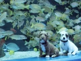 Мимимиметр взорвался! Котята и щенки гуляют по гигантскому аквариуму!