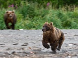 Бурые медведи на Камчатке