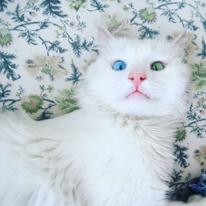 Белоснежный котик с глуповатым, но очаровательным разноцветным взглядом