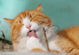 В Нарве до конца ноября владельцы котов и кошек могут их бесплатно стерилизовать и кастрировать