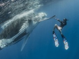 Потрясающая фотосессия кита с человеком