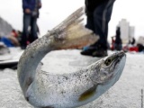 Суровая рыбалка в Южной Корее