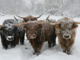  Хайленд: Коровы, что переживут даже русские зимы. Как суровые условия превратили бурёнку в чубаку 