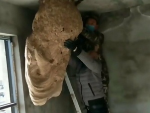 Китаец обнаружил в своем доме невероятно большое осиное гнездо