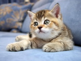 Красивые картинки кошек