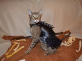 Боевой кот - истребитель ящериц