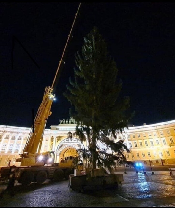  "Какой год - такая елка": в российских городах жалуются на зеленых новогодних калек