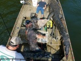Охотникам удалось убить аллигатора весом 317,5 кг и длиной более 4 метров