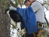 Американский пенсионер шустро лазает по деревьям, бесплатно спасая котов