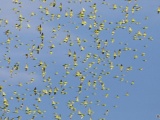 Потрясающее зрелище: 10 000 попугайчиков на водопое