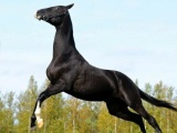  Ахалтекинец: Способности «совершенной» породы лошадей. Почему она претендует на идеал?