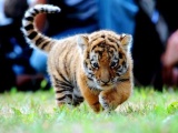 тигры 