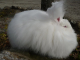 Ангорский кролик: Как живётся породе, которая больше похожа на облако, чем на животное?