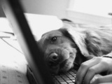 Собаки с ноутбуками (34 фото)