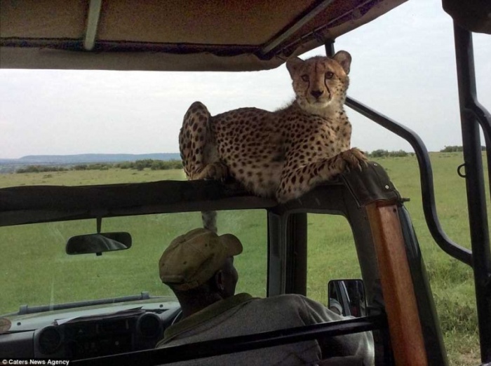 Неловкий момент: в джип запрыгнул гепард