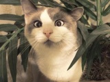 Милейшие коты с глазками вразбег, чей изъян делает их уникальными 