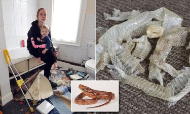  Мать с ребенком обнаружила в новом доме клубок змей 