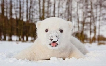 Медвежонок играется в снегу
