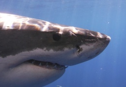 Два человека погибли в Австралии от нападения акулы за последнюю неделю 
