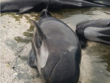 В Новой Зеландии на берег выбросились 400 черных дельфинов 