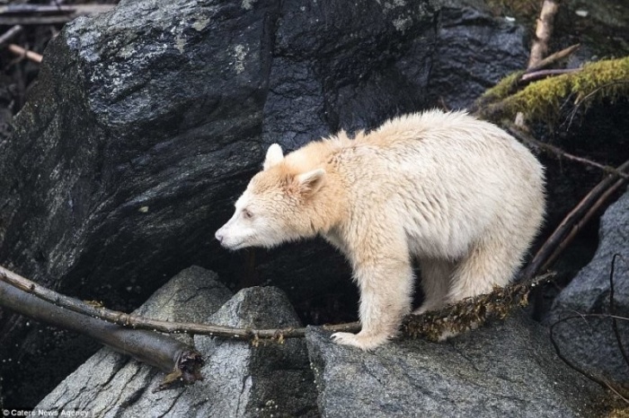Встреча с редчайшим медведем, которых осталось на Земле не более 500 особей