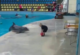 Дельфин играет с малышом в мячик